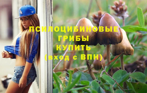 шишки Верея